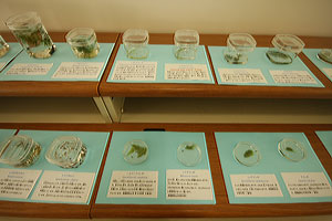 水生昆虫