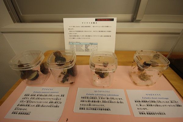 カタツムリの仲間