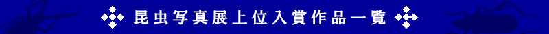 昆虫写真展上位入賞作品