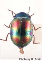 Euhemicera sp1