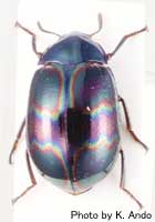 Euhemicera sp2