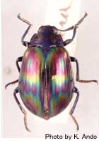 Euhemicera wallacei