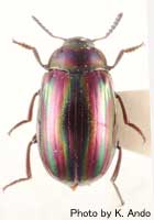 Hemicera splendens