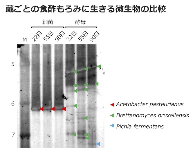 菌叢経時変化