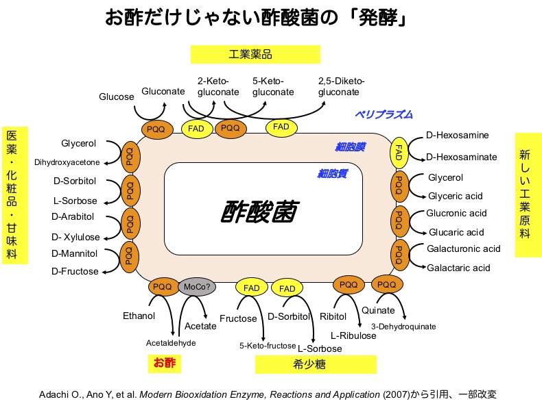 多彩な酸化発酵