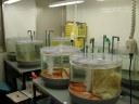 Constant Temperature dual tank