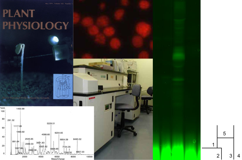環境植物生理学研究室 Plant Biophysics/Biochemistry Research Laboraotry