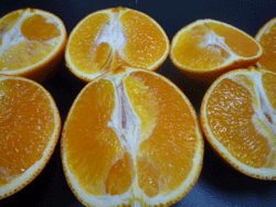 Cultural and ecophysiological studies on fruit development and ripening